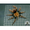 Pamphobeteus mascara / Manabi birdeater  ADULT    [F]